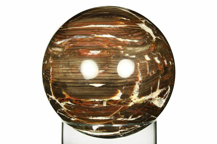 Colorful Polished Petrified Wood Sphere - Arizona #309212